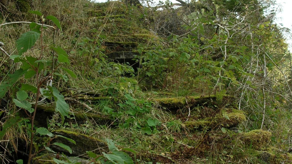 Gjengrodde gamle trapper i naturen