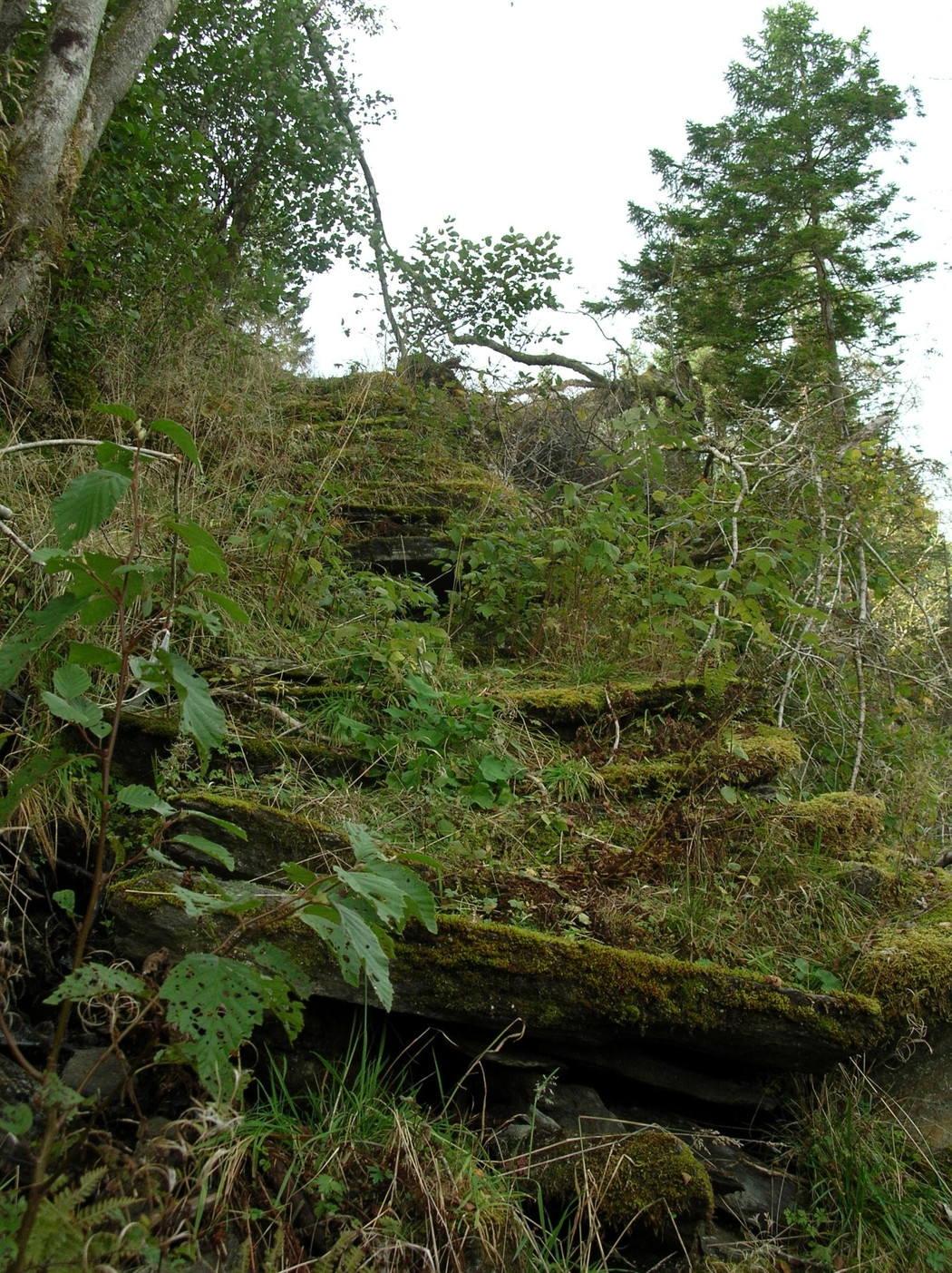 Gjengrodde gamle trapper i naturen