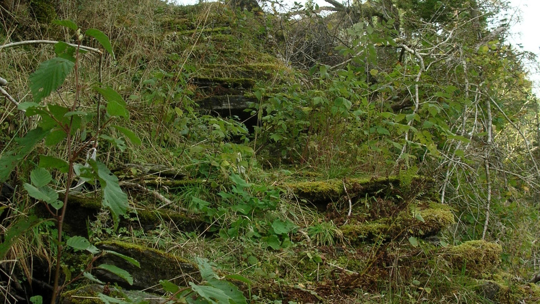 Gjengrodde gamle trapper i naturen